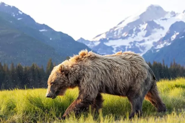 Framed Print : Coastal Brown Bear with Mount Iliamna in the background - Brown Bear Bay Framed Print : Coastal Brown Bear with Mount Iliamna in the background - Brown Bear Bay