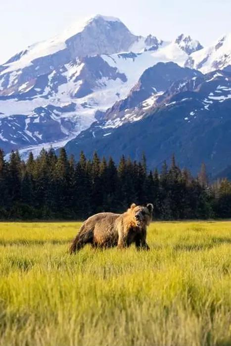 Framed Print : Coastal Brown Bear with Mount Iliamna in the background - Brown Bear Bay Framed Print : Coastal Brown Bear with Mount Iliamna in the background - Brown Bear Bay