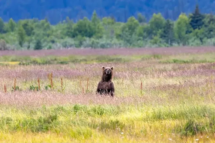 Framed Print : Coastal Brown Bear standing up in meadow - Brown Bear Bay Framed Print : Coastal Brown Bear standing up in meadow - Brown Bear Bay