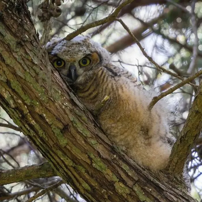 Framed Print : Coastal Great Horned Owl, Juvenile. Golden Gate Park, San Francisco, California, USA Framed Print : Coastal Great Horned Owl, Juvenile. Golden Gate Park, San Francisco, California, USA