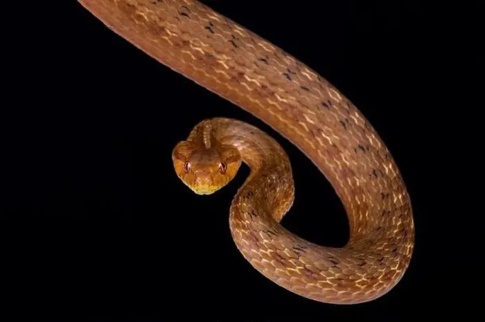 Framed Print : Coastal House Snake (Thamnodynastes strigatus) Framed Print : Coastal House Snake (Thamnodynastes strigatus)