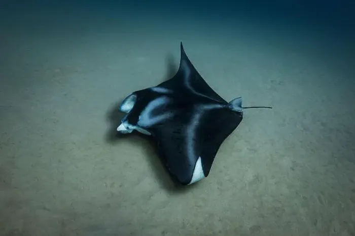 Framed Print : A coastal manta ray skims the sandy seafloor as it hunts for food in the waters of Oahu, Hawaii Framed Print : A coastal manta ray skims the sandy seafloor as it hunts for food in the waters of Oahu, Hawaii