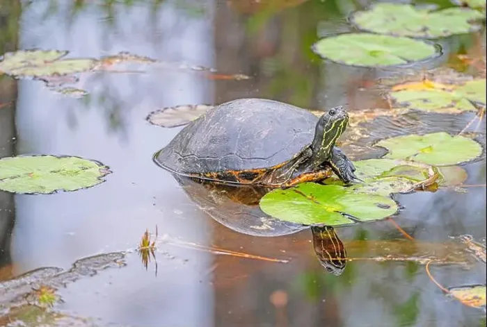Framed Print : A Coastal Plain Cooter Turtle in a Wetland in Okefenokee National Wildlife Refuge in Georgia Framed Print : A Coastal Plain Cooter Turtle in a Wetland in Okefenokee National Wildlife Refuge in Georgia