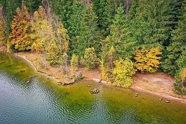 Coastline view from the drone, autumn colors forest on the coast