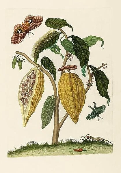 Cocoa Plant, Caterpillar, Butterflies, 1705