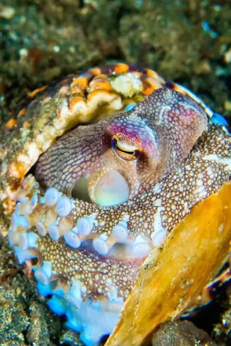 Framed Print : Coconut Octopus, Amphioctopus Marginatus, Reef Building Corals, Coral Reef, Lembeh, North Sulawesi, Indonesia, Asia