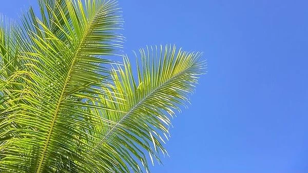 Coconut palm tree with blue sky, beautiful tropical background with copy space fro text