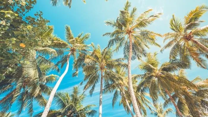 Framed Print : Coconut palm tree with blue sky, beautiful tropical background. Tropical trees background concept. Exotic tropical nature background Framed Print : Coconut palm tree with blue sky, beautiful tropical background. Tropical trees background concept. Exotic tropical nature background