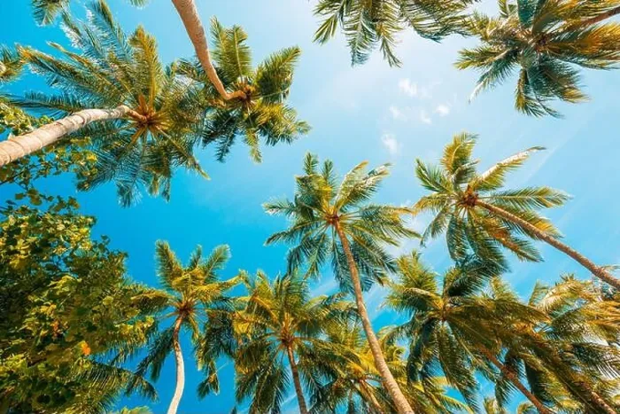 Framed Print : Coconut palm tree with blue sky, beautiful tropical background. Tropical trees background concept. Exotic tropical nature background