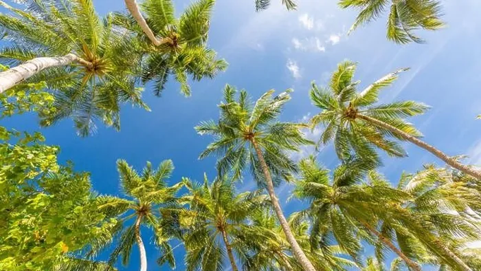 Framed Print : Coconut palm tree with blue sky, beautiful tropical background. Tropical trees background concept. Exotic tropical nature background