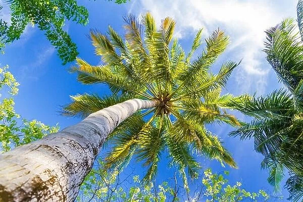 Coconut palm tree with sky background with boost color processing