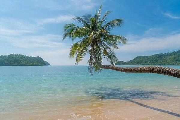 Coconut palm tree over summer beach sea in Phuket, Thailand. Summer, Travel, Vacation and Holiday concept