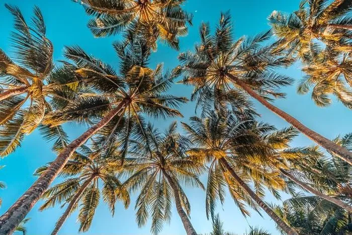 Framed Print : Coconut palm trees over amazing island with blur sky view. Palms as tropical background pattern, nature texture Framed Print : Coconut palm trees over amazing island with blur sky view. Palms as tropical background pattern, nature texture