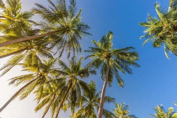 Framed Print : Coconut palm trees over amazing island with blur sky view. Palms as tropical background pattern, nature texture Framed Print : Coconut palm trees over amazing island with blur sky view. Palms as tropical background pattern, nature texture