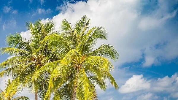 Coconut palm trees, beautiful tropical background, tropical nature