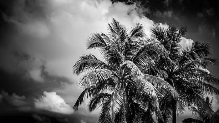 Framed Print : Coconut palm trees, beautiful tropical background, tropical nature Framed Print : Coconut palm trees, beautiful tropical background, tropical nature