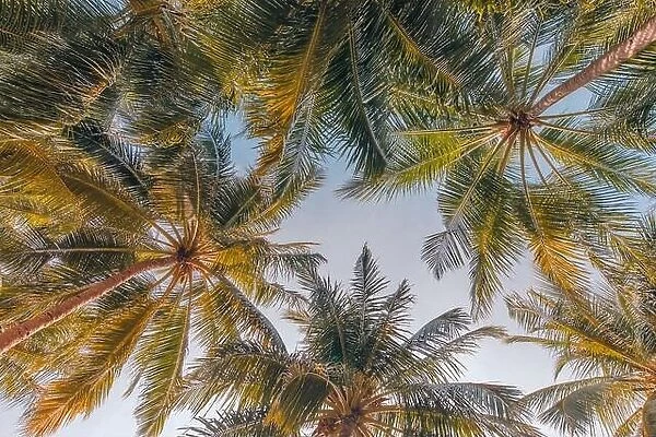 Coconut palm trees against blue sky and beautiful beach pattern. Tropical nature background. Peaceful relaxing exotic nature, trees, leaves, foliage