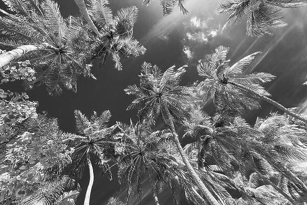 Coconut palm trees against sky. Coconut tree view in black and white with vintage effect