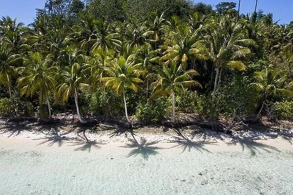Coconut palms grow along a remote beach in Raja Ampat, Indonesia. This tropical region is thought to be the epicenter of marine bodiversity