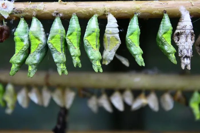 Framed Print : Cocoon hanging on a branch at a butterfly farm
