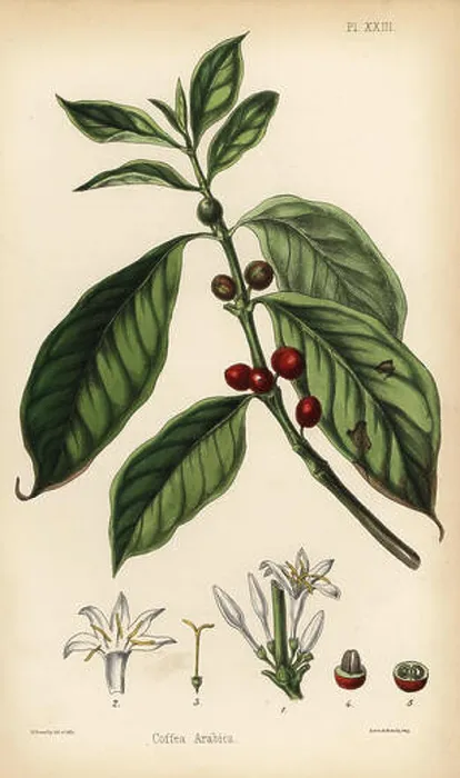 Framed Print : Coffee plant, flower, berry and bean Framed Print : Coffee plant, flower, berry and bean