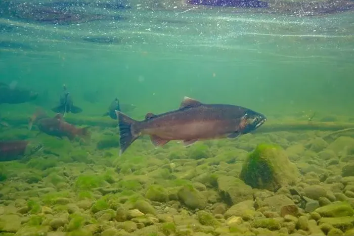 Framed Print : Coho Salmon in the Morice river in British Columbia, Canada Framed Print : Coho Salmon in the Morice river in British Columbia, Canada