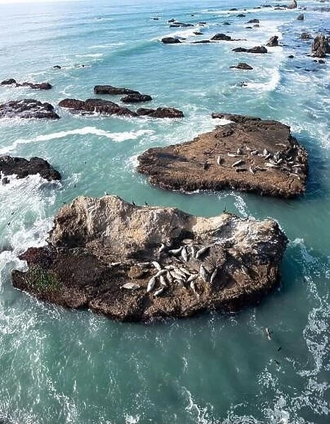 The cold Pacific Ocean washes onto the rugged and scenic coastline of Northern California where seals sun themselves on rocks