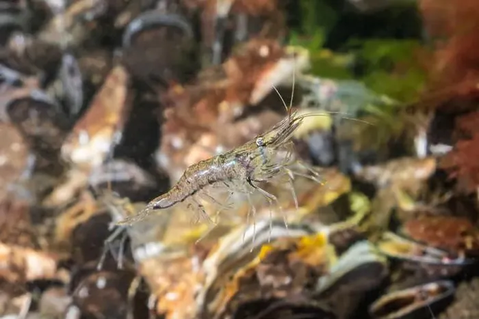 Framed Print : Cold salt water zeeland macro shrimp swimming in Dutch Netherlands scuba dive site Framed Print : Cold salt water zeeland macro shrimp swimming in Dutch Netherlands scuba dive site