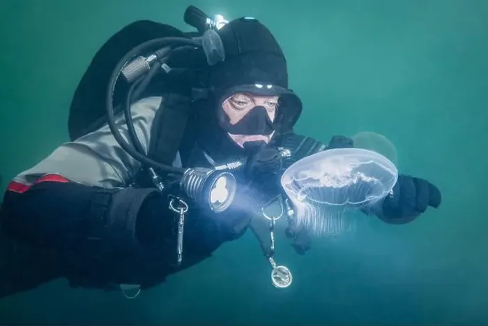 Framed Print : A cold water sport scuba diver explores the green water of Zeeland Netherlands with moon jellyfish wildlife swimming Framed Print : A cold water sport scuba diver explores the green water of Zeeland Netherlands with moon jellyfish wildlife swimming
