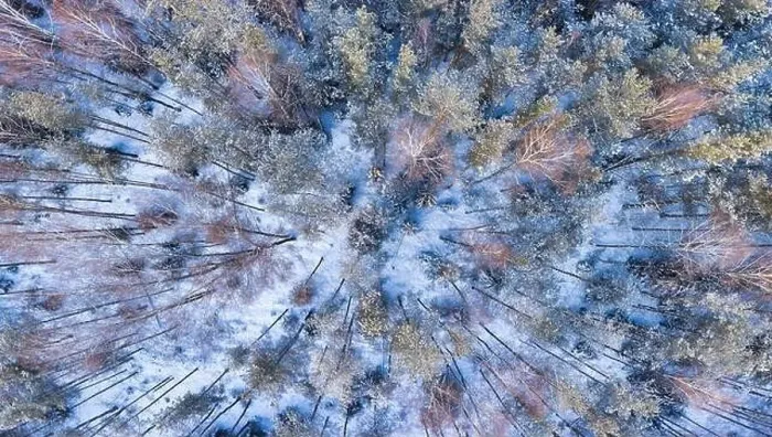 Framed Print : Cold winter snowy forest aerial panorama. Snow covered trees shot from above. Cold winter day Framed Print : Cold winter snowy forest aerial panorama. Snow covered trees shot from above. Cold winter day