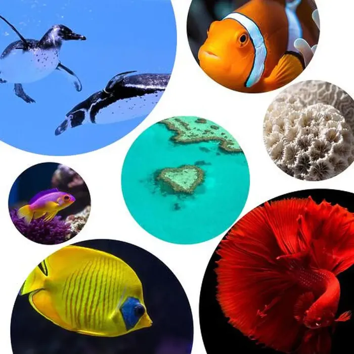 Framed Print : collage of images of the water world Framed Print : collage of images of the water world