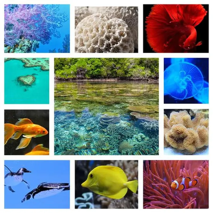 Framed Print : collage of images of the water world Framed Print : collage of images of the water world