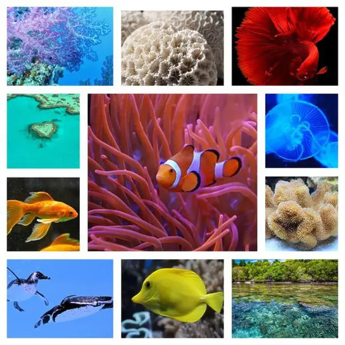 Framed Print : collage of images of the water world Framed Print : collage of images of the water world