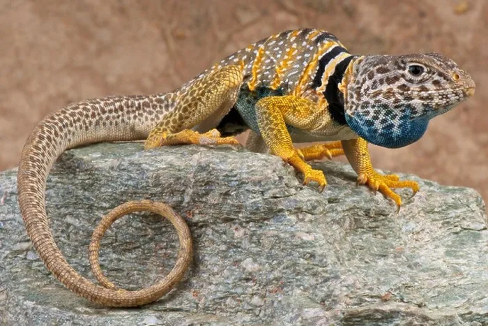 Framed Print : Collared lizard / Crotaphytus bicinctores Framed Print : Collared lizard / Crotaphytus bicinctores