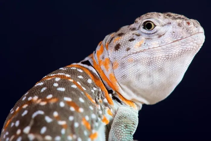 Framed Print : Collared lizard / Crotaphytus collaris Framed Print : Collared lizard / Crotaphytus collaris