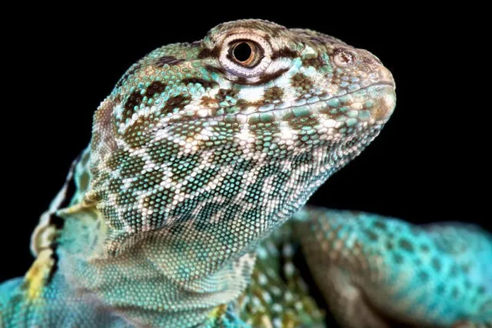 Framed Print : Collared lizard (Crotaphytus collaris) Framed Print : Collared lizard (Crotaphytus collaris)