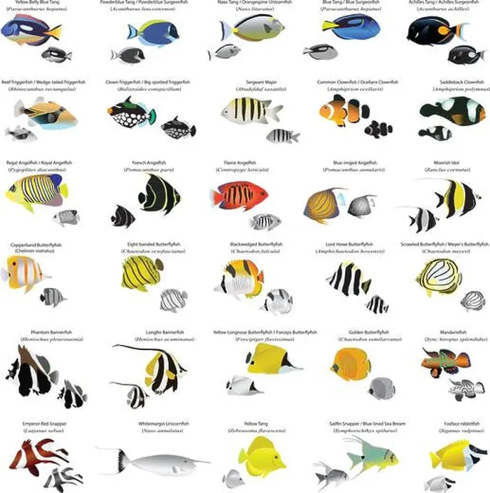 Framed Print : Collection of different species of marine fish: butterflyfish Framed Print : Collection of different species of marine fish: butterflyfish