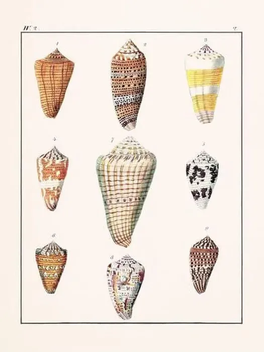 Framed Print : Collection of seashells. Vintage German illustration featuring seashells Framed Print : Collection of seashells. Vintage German illustration featuring seashells