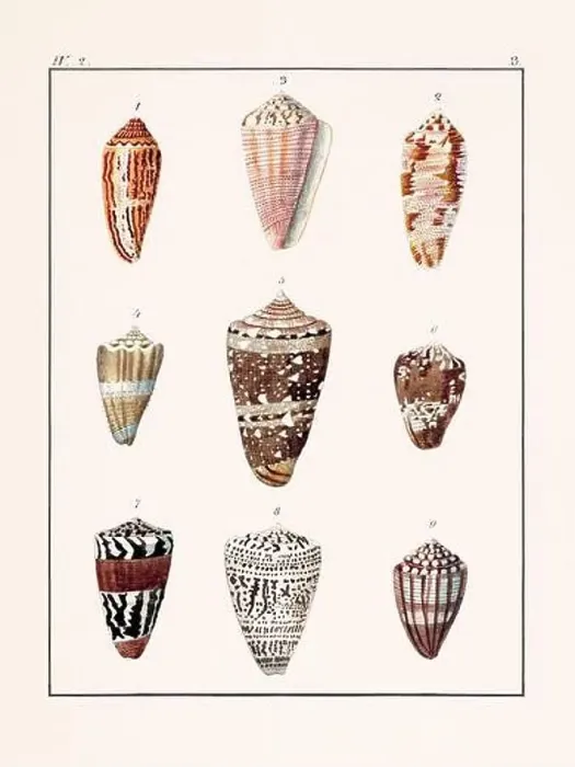 Framed Print : Collection of seashells. Vintage German illustration featuring seashells Framed Print : Collection of seashells. Vintage German illustration featuring seashells