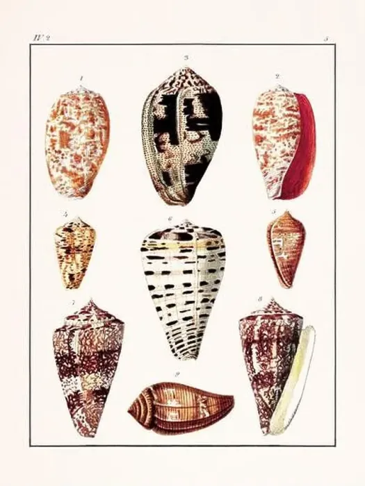Framed Print : Collection of seashells. Vintage German illustration featuring seashells Framed Print : Collection of seashells. Vintage German illustration featuring seashells