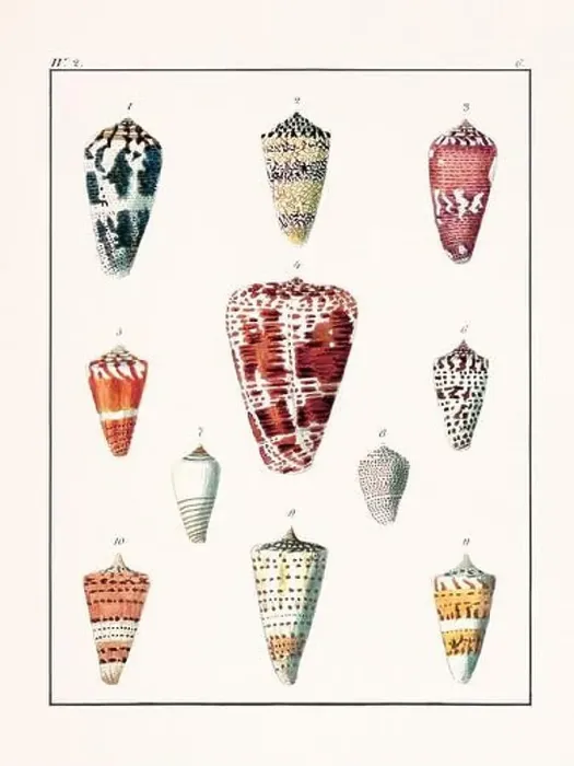 Framed Print : Collection of seashells. Vintage German illustration featuring seashells Framed Print : Collection of seashells. Vintage German illustration featuring seashells