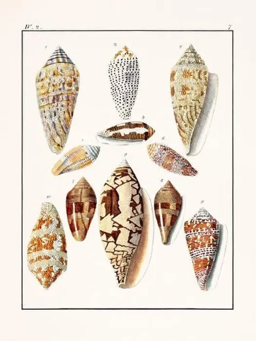 Framed Print : Collection of seashells. Vintage German illustration featuring seashells Framed Print : Collection of seashells. Vintage German illustration featuring seashells