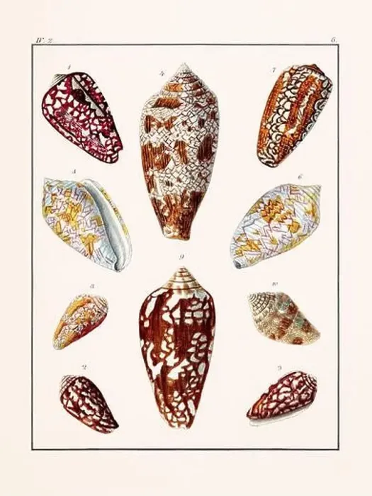Framed Print : Collection of seashells. Vintage German illustration featuring seashells Framed Print : Collection of seashells. Vintage German illustration featuring seashells
