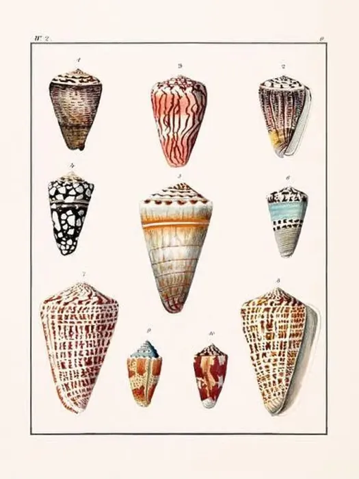 Framed Print : Collection of seashells. Vintage German illustration featuring seashells Framed Print : Collection of seashells. Vintage German illustration featuring seashells