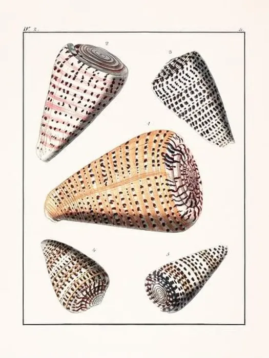 Framed Print : Collection of seashells. Vintage German illustration featuring seashells Framed Print : Collection of seashells. Vintage German illustration featuring seashells