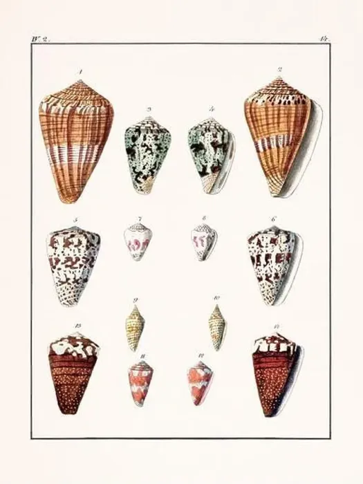 Framed Print : Collection of seashells. Vintage German illustration featuring seashells Framed Print : Collection of seashells. Vintage German illustration featuring seashells
