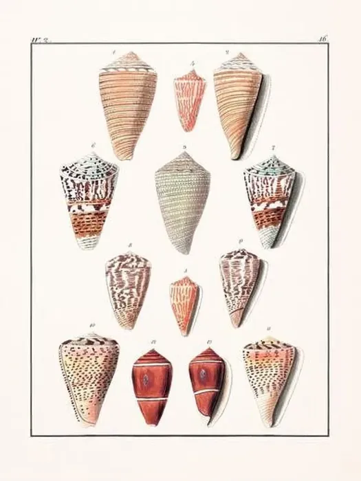 Framed Print : Collection of seashells. Vintage German illustration featuring seashells Framed Print : Collection of seashells. Vintage German illustration featuring seashells