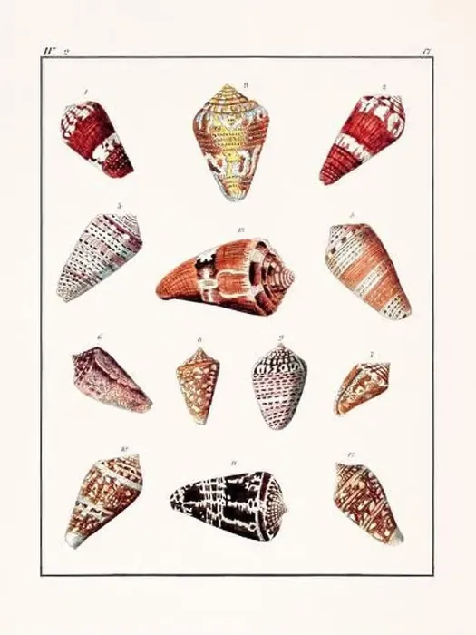 Framed Print : Collection of seashells. Vintage German illustration featuring seashells Framed Print : Collection of seashells. Vintage German illustration featuring seashells