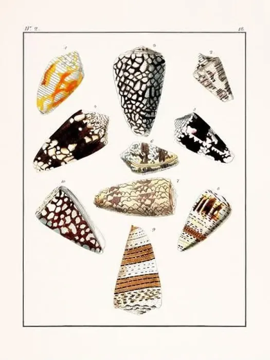 Framed Print : Collection of seashells. Vintage German illustration featuring seashells Framed Print : Collection of seashells. Vintage German illustration featuring seashells