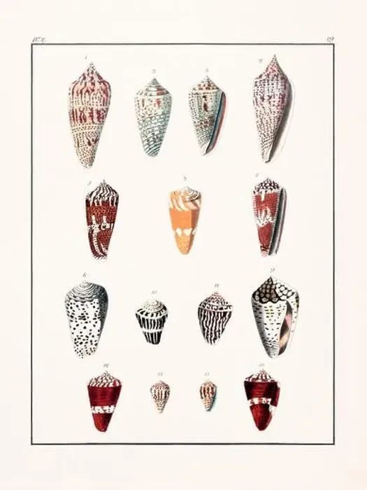 Framed Print : Collection of seashells. Vintage German illustration featuring seashells Framed Print : Collection of seashells. Vintage German illustration featuring seashells